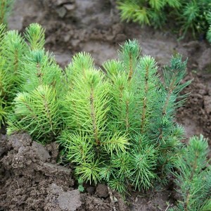 Саженец Ели Голубой Кейбаб  (Kaibab) до 20 см