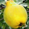 Саженцы айвы грушевидной Ктюм-Жум - комплект 5 шт.