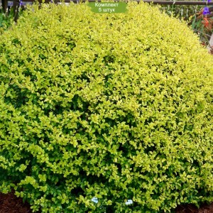 Саженцы бирючины Овальнолистной -  комплект 5 шт.