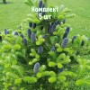 Саженцы ели корейской 100-150 см - комплект 5 шт.