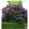 Саженцы сирени Венгерской  -  комплект 5 шт.