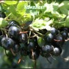 Саженцы смородины золотистой Изабелла - комплект 5 шт.