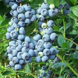 Саженец голубики Норт ленд (Northland)