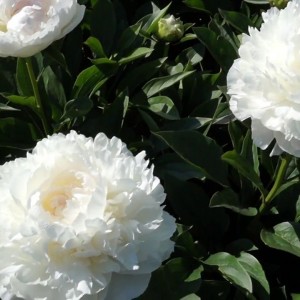 Саженец пиона Lillian Wild (Лилиан Вайлд )