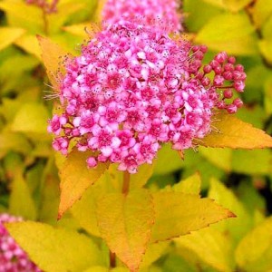 Саженец спиреи Антон Вотерер (Anthony Waterer)