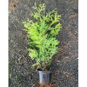 Саженец туи Брабант 20-40 см