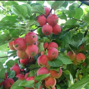 Яблоня Горноалтайское